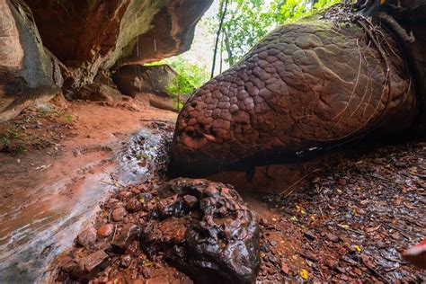 naka cave thailand snake|This Giant Snake Rock in Thailand Is a Fascination of。